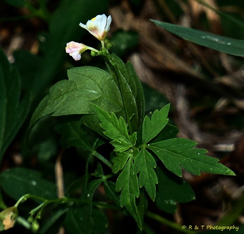 {Cardiospermum halicacabum}